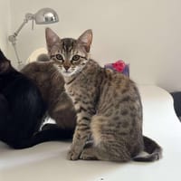Athéna, chatte à adopter