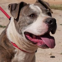 KRYPTO (Maria), chien à adopter