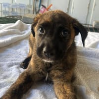AFRODITA (Maria), chienne à adopter