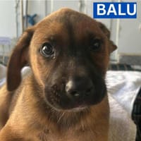 BALU (Maria), chien à adopter
