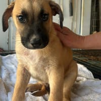 BRASIL (Maria), chien à adopter