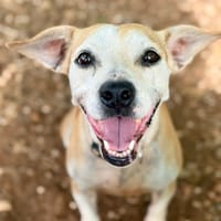 MOLLY (Maria), chienne à adopter