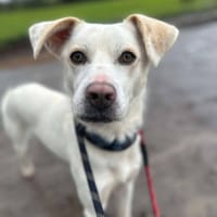 Barney, dog to adopt
