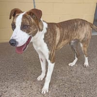 KENOBI (Maria), chien à adopter