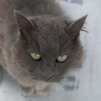 PERLE, chatte à adopter