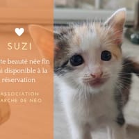 Suzi, chatte à adopter