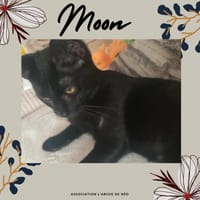 Moon, chat à adopter