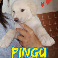 PINGU’ maschietto nato a Maggio 2025, cane da adottare