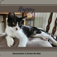 Happy, chat à adopter