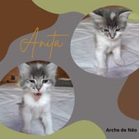 Anita, chatte à adopter