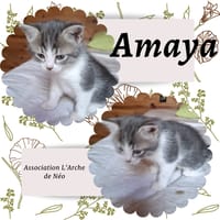 Amaya, chatte à adopter
