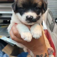 ALICIA nata Aprile 2025, cane femmina da adottare