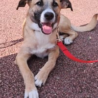 COOKIE, chien à adopter