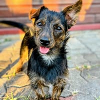 JIMMY, chien à adopter