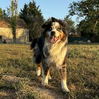 Osko, chien à adopter