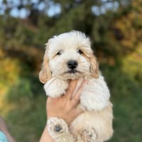Snoopy, chien à adopter