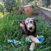 Nora, chienne à adopter
