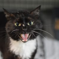 Karolin, kot do adopcji