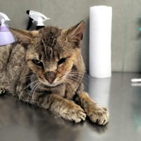Oczko, kot do adopcji