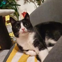 Pepper sucht ein zauberhaftes Heim, Katze zur Adoption