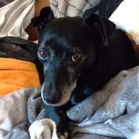 Bella8 sucht ein Zuhause, Hündin zur Adoption