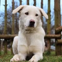 Whity sucht erfahrene Hundemenschen, Hündin zur Adoption