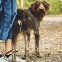 💚Phino - außergewöhnlicher Rüde, Hund zur Adoption