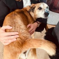 Kurt - der Charmeur, Hund zur Adoption