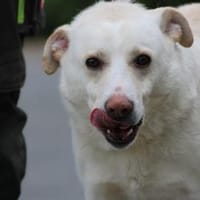 Siriu - zutraulich u. aufgeweckt, Hund zur Adoption