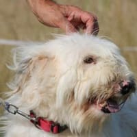 Rohin - sehr zutraulich u. kinderlieb, Hund zur Adoption