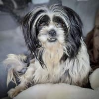 hübsche Hundedame SENJA..., Hündin zur Adoption