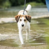 Penelope hofft auf ihre zweite Chance, Hündin zur Adoption