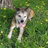 Menschenbezogene Rua sucht Zuhause, Hündin zur Adoption