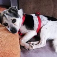 ATILA sucht ein warmes Körbchen!, Hund zur Adoption