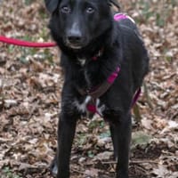 Reza ist ein lieber Kerl, Hund zur Adoption