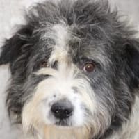 Kyreo - verschmust u. sehr lieb, Hund zur Adoption