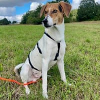 🌟 Cody - junger Bub mit viel Potential, Hund zur Adoption