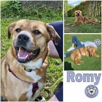 ROMY -anhänglich, ruhig & schlau-, Hündin zur Adoption