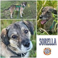 SORELLA * zauberhafte Hundedame, Hündin zur Adoption