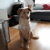 ‼CREAM in 41236 Mönchengladbach 🆘, Hund zur Adoption