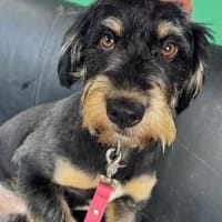 Tristan der nette Bub / 82284, Hund zur Adoption