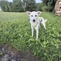Berni - ein absoluter Herzenshund, Hund zur Adoption