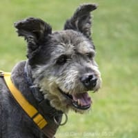Kunibert ist sanft und zutraulich, Hund zur Adoption