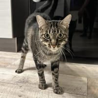 Roy sucht mit Garten oder Freigang, Kater zur Adoption