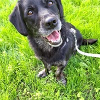Senka - ein absoluter Schatz, Hündin zur Adoption
