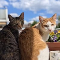Zuhause gesucht für Karolka u Stefan, Kater zur Adoption