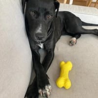 Dolly 💜💜💜 sucht sicheres Zuhause, Hündin zur Adoption