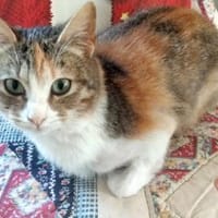 Wer gibt verspielter Martina ein Heim?, Katze zur Adoption