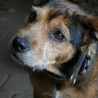 RANA - liebt das Zusammensein mit uns!, Hündin zur Adoption