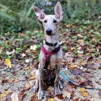 FLIP sucht seine Herzensmenschen!, Hund zur Adoption